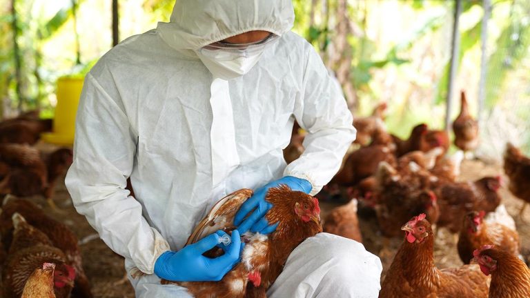 Αυξημένος κίνδυνος επανεμφάνισης της γρίπης των πτηνών – Νέο κρούσμα στη Βουλγαρία