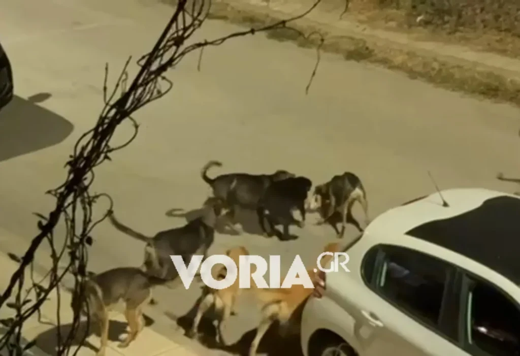 Αγέλη σκύλων σπέρνει τον τρόμο στην Πυλαία!