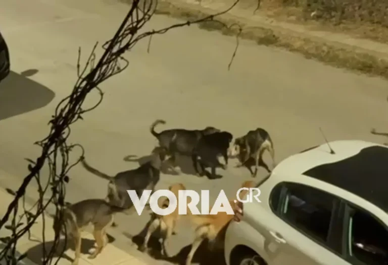 Αγέλη σκύλων σπέρνει τον τρόμο στην Πυλαία!