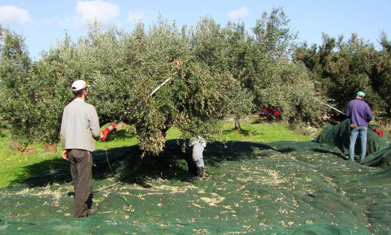 Οι δασμοί Τραμπ «χτυπούν» τις ελληνικές εξαγωγές