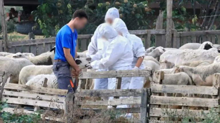 Συναγερμός για την ευλογιά αιγοπροβάτων: Κατεπείγουσα έρευνα για 9 εισαγγελίες
