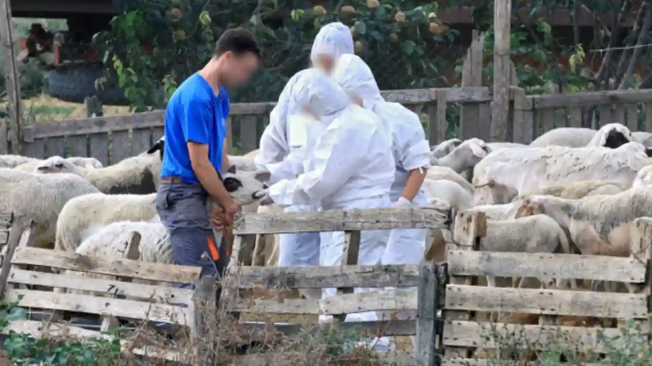 Ευλογιά αιγοπροβάτων: Κραυγή αγωνίας από κτηνοτρόφους – Διχασμός για τον εμβολιασμό