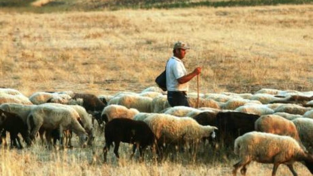 Τραγωδία στη Θεσσαλονίκη: Κτηνοτρόφος πέθανε από τη στεναχώρια του μετά τη θανάτωση των ζώων του