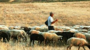 Τραγωδία στη Θεσσαλονίκη: Κτηνοτρόφος πέθανε από τη στεναχώρια του μετά τη θανάτωση των ζώων του