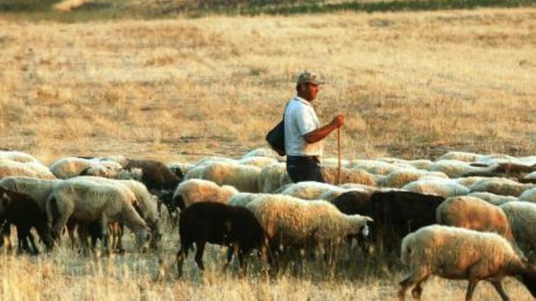 Τραγωδία στη Θεσσαλονίκη: Κτηνοτρόφος πέθανε από τη στεναχώρια του μετά τη θανάτωση των ζώων του