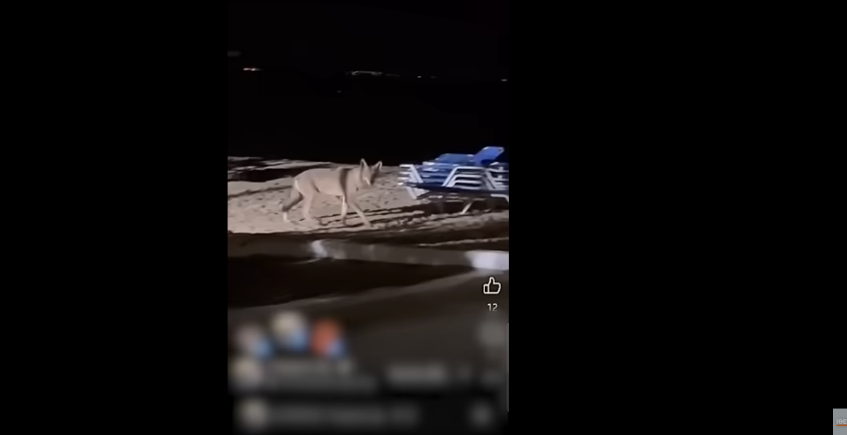 Χαλκιδική: Κάμερες στον Νέο Μαρμαρά για τον λύκο που επιτέθηκε σε παιδί