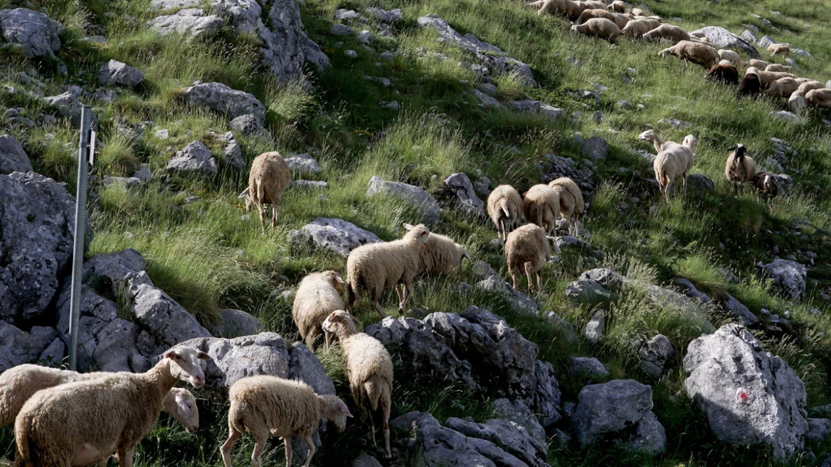 Επικίνδυνα τα εμβόλια κατά της ευλογιάς που μπαίνουν παράνομα στη χώρα