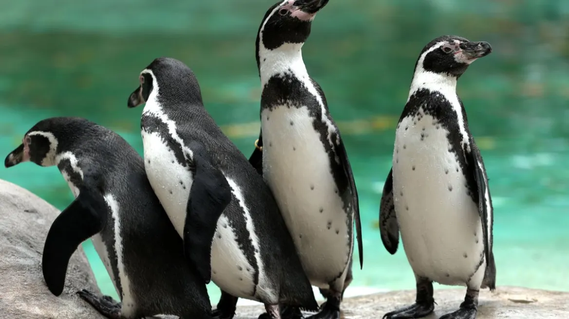 Διαμαρτυρία στο Sea Life Λονδίνου: Ακτιβιστές ζητούν την απελευθέρωση 15 πιγκουίνων
