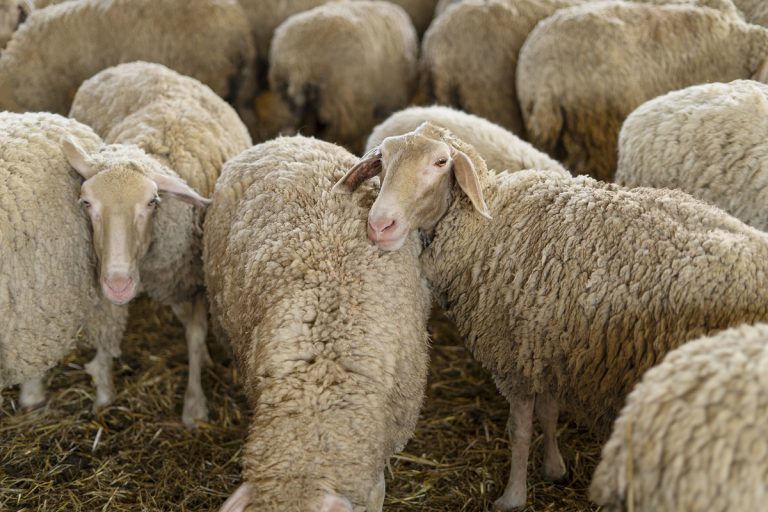 Στη Δράμα εντοπίστηκε το πρώτο κρούσμα ευλογιάς αιγοπροβάτων – Προς θανάτωση 300 ζώα