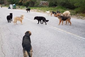 Θεσσαλονίκη: Αγέλη σκύλων επιτέθηκε σε 14χρονη – Θαμώνες τη γλίτωσαν