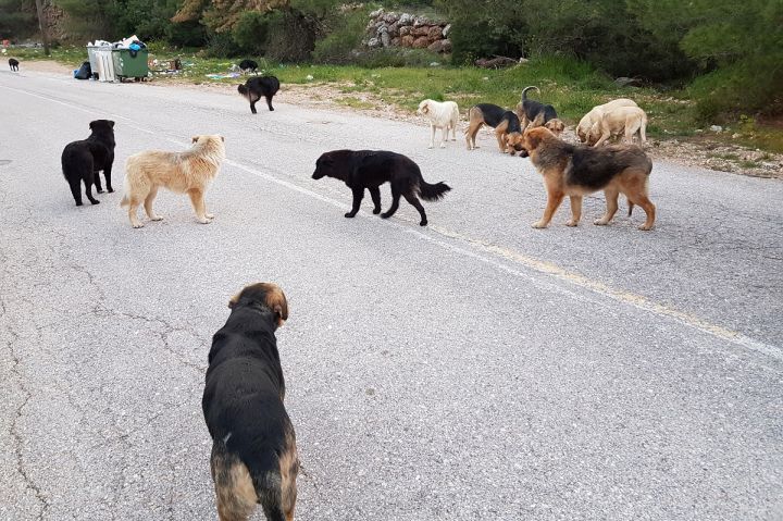 Θεσσαλονίκη: Αγέλη σκύλων επιτέθηκε σε 14χρονη – Θαμώνες τη γλίτωσαν