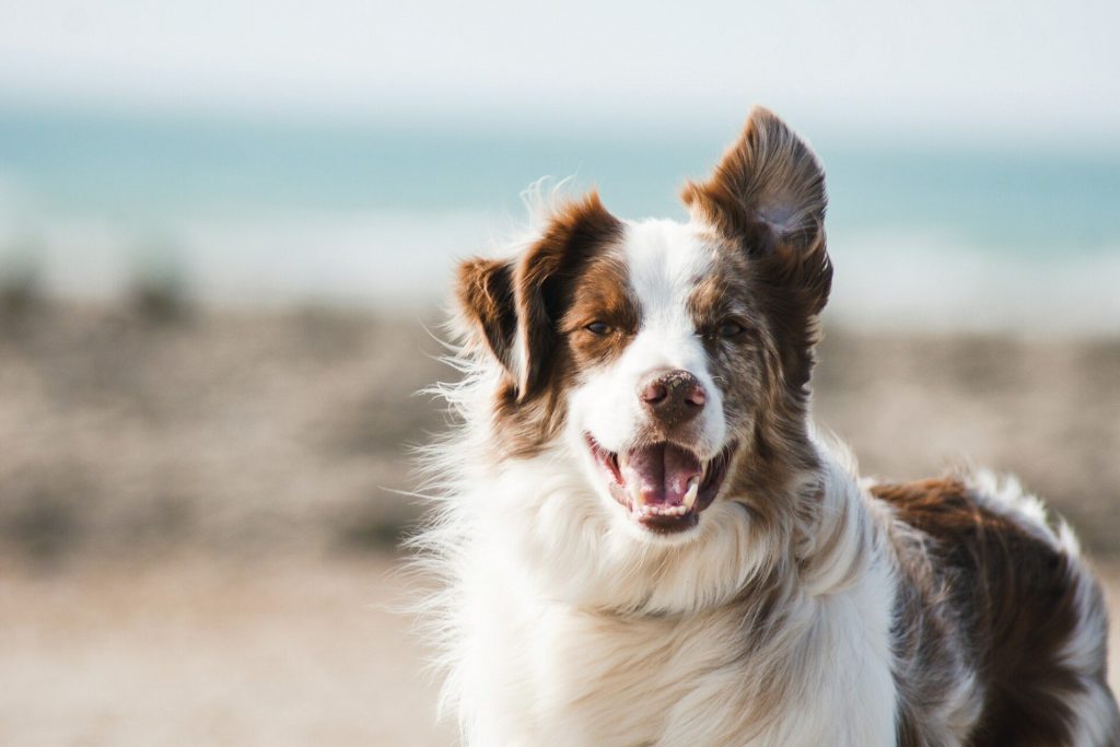 DogLife Companion: Εφαρμογή «μιλά» τη γλώσσα των σκύλων