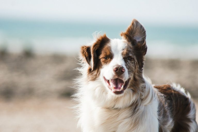 DogLife Companion: Εφαρμογή «μιλά» τη γλώσσα των σκύλων