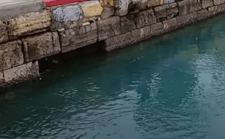 Το παράδοξο φαινόμενο με τα ψάρια στη Χαλκίδα – Γιατί πηδούν έξω από το νερό (βίντεο)
