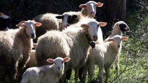 Ενισχύονται τα μέτρα για την ευλογιά των αιγοπροβάτων
