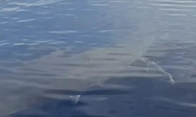Viral Bίντεο στο TikTok: Λευκός καρχαρίας “κόβει” βόλτες σε ελληνικά ύδατα