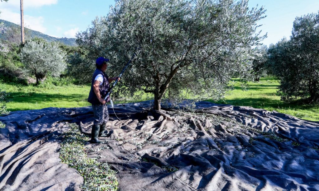 Τέσσερις συλλήψεις για κλοπή ελαιόπανων στα Φιλιατρά