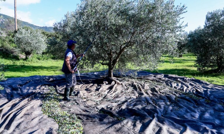 Τέσσερις συλλήψεις για κλοπή ελαιόπανων στα Φιλιατρά