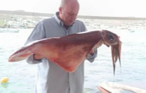 Γιγαντιαία καλαμάρια 17 κιλών εντοπίστηκαν στη Μύκονο(VID)
