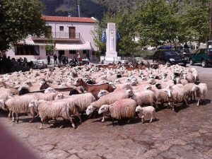 Στην Αθήνα οι Κρητικοί κτηνοτρόφοι – Συνάντηση με Χατζηδάκη για μέτρα στήριξης