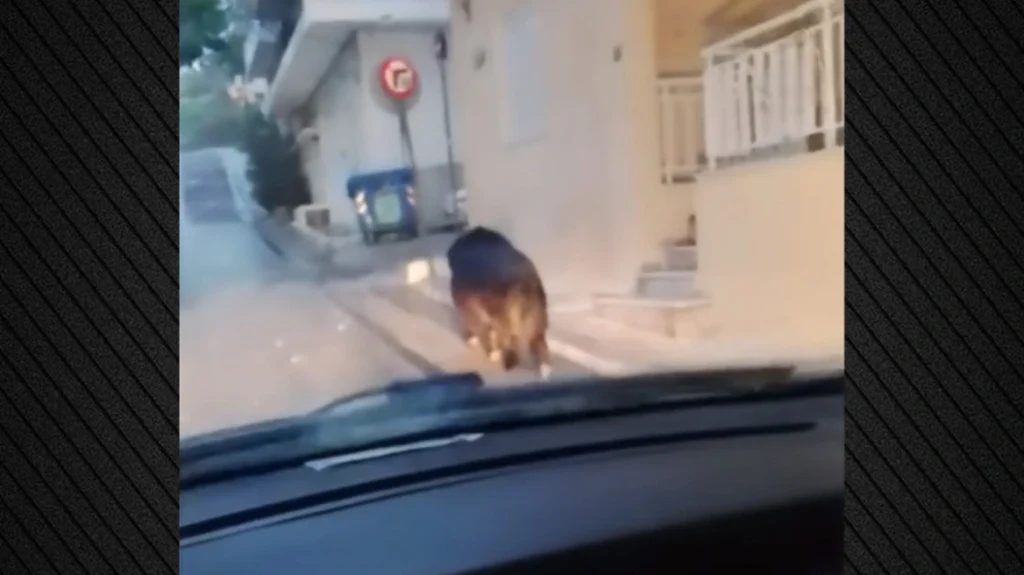 Viral: Περιστέρι: Αγριογούρουνο σε κεντρικό δρόμο- Βίντεο