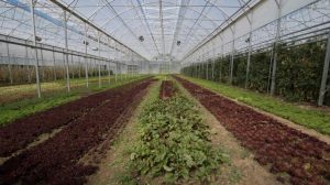 Θερμοκήπια: Παρατείνεται η προθεσμία – Πότε λήγουν οι αιτήσεις