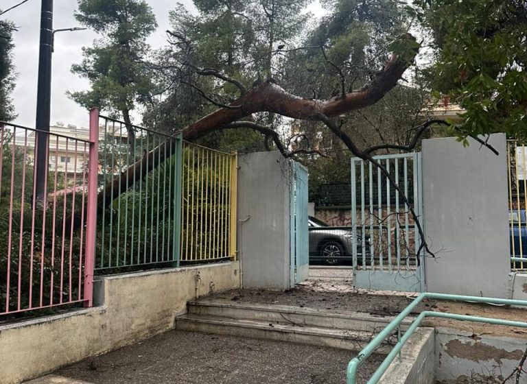 Αγία Παρασκευή: Πτώση δέντρου στην αυλόπορτα νηπιαγωγείου