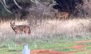 Αγέλη λύκων εμφανίστηκε στα Ελαιοχώρια Χαλκιδικής – Τι λένε κάτοικοι και ειδικοί