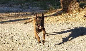 Νεκρός ο Echo: Είχε βοηθήσει στις υποθέσεις Κούτσικου και Καλογήρου