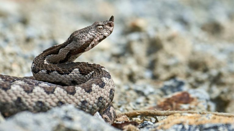 Τρόμος σε αυλή σπιτιού στην Εύβοια – Βρήκε φίδι εκεί που δεν το περίμενε