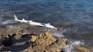 Χανιά: Καρχαριοειδές ξεβράστηκε στην παραλία του Σταυρού- Βίντεο