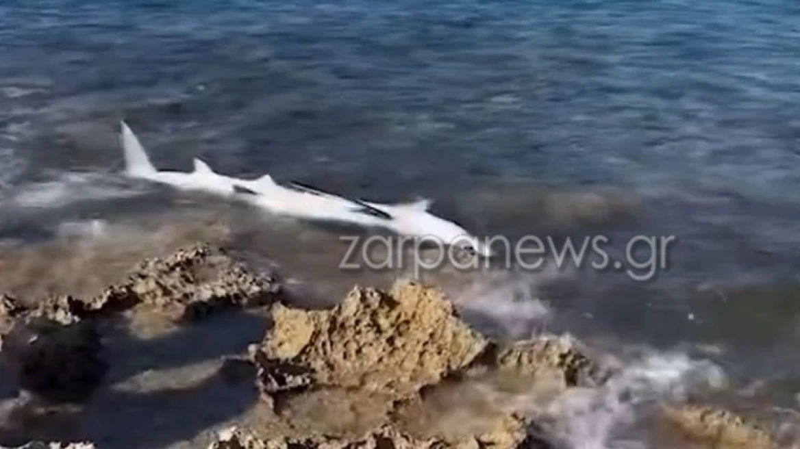Χανιά: Καρχαριοειδές ξεβράστηκε στην παραλία του Σταυρού- Βίντεο