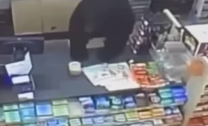 Τρόμος στις ΗΠΑ: Αρκούδα εισβάλλει σε κατάστημα και κυνηγάει 11χρονο (VID)