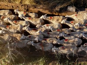 20 παρεμβάσεις για την προστασία της κτηνοτροφίας από την ευλογιά