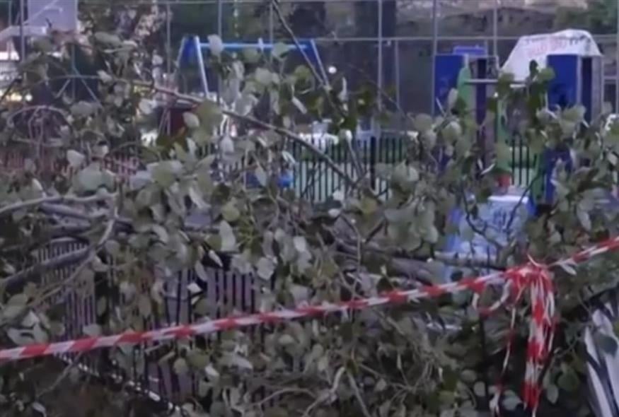 Από θαύμα δεν υπήρξαν τραυματισμοί: Δέντρο κατέρρευσε σε παιδική χαρά στο Χαϊδάρι(VID)