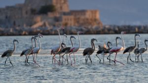 Φλαμίνγκο έκαναν την εμφάνισή τους στην παραλιακή του Ναυπλίου – Μαγευτικές εικόνες