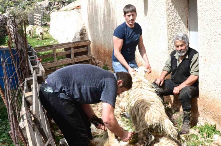 Αλαλούμ με τις επιδοτήσεις των κτηνοτρόφων – Καταγγελίες για μειώσεις πάνω από 70%