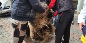 Με τρακτέρ στο κέντρο των Τρικάλων οι αγρότες – Πέταξαν σανό έξω από γραφεία βουλευτών
