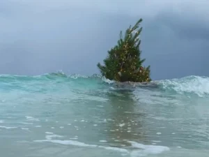 Το χριστουγεννιάτικο δέντρο που «κολύμπησε» στη θάλασσα και έγινε viral