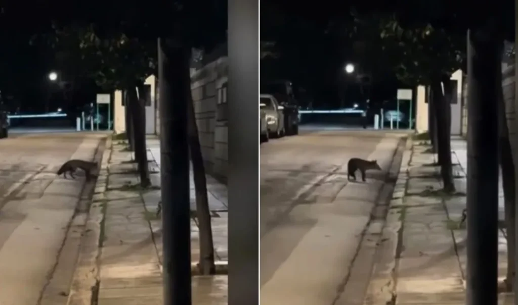 Αλεπού εισέβαλε στο…Μέγαρο Μαξίμου (VID)