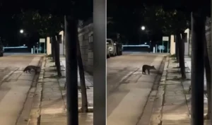 Αλεπού εισέβαλε στο…Μέγαρο Μαξίμου (VID)