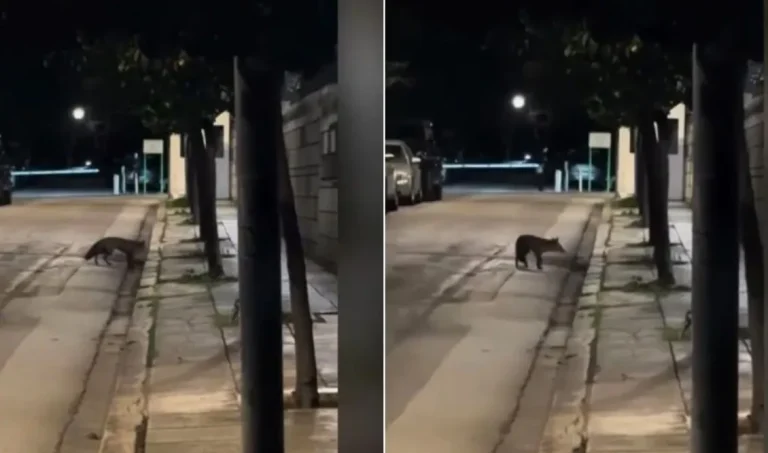 Αλεπού εισέβαλε στο…Μέγαρο Μαξίμου (VID)