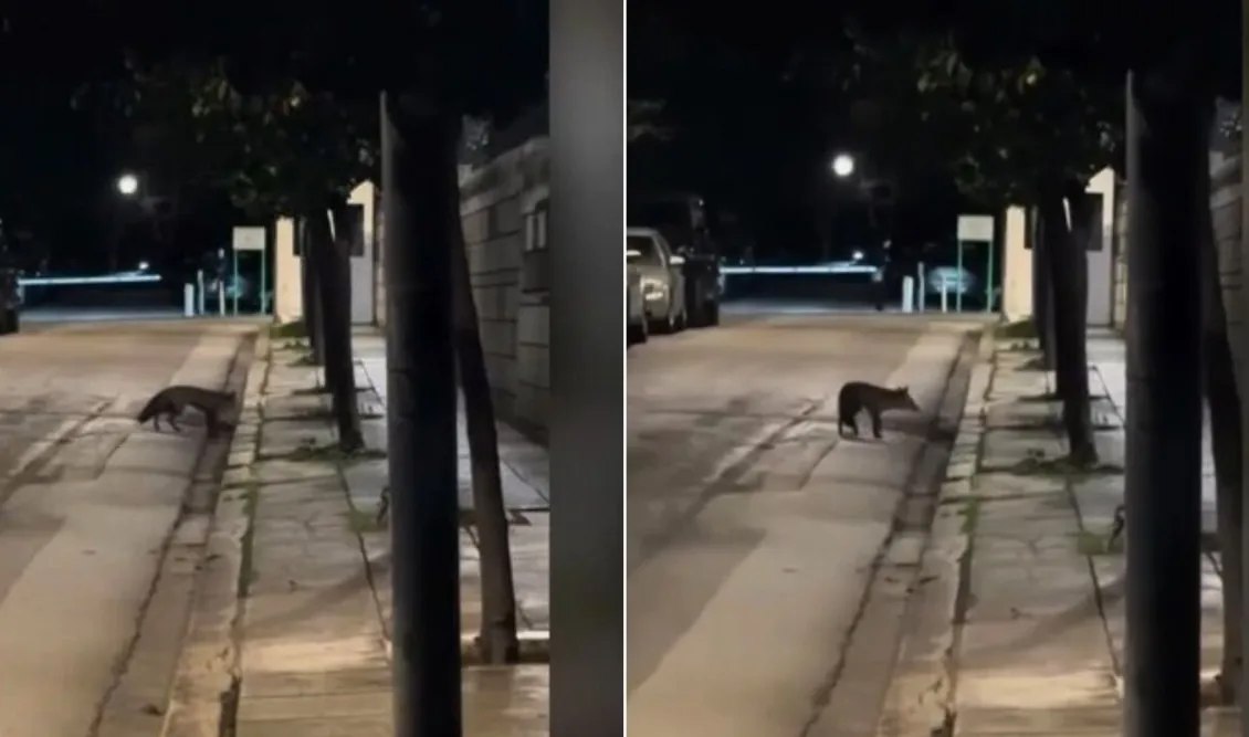 Αλεπού εισέβαλε στο…Μέγαρο Μαξίμου (VID)