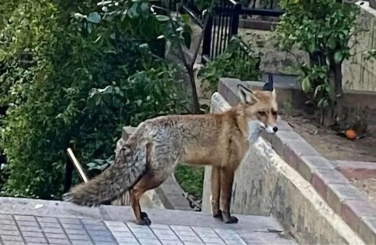 Αλεπού «έκοβε βόλτες» στο Παγκράτι – Την είδαν δίπλα στην πλατεία Βαρνάβα