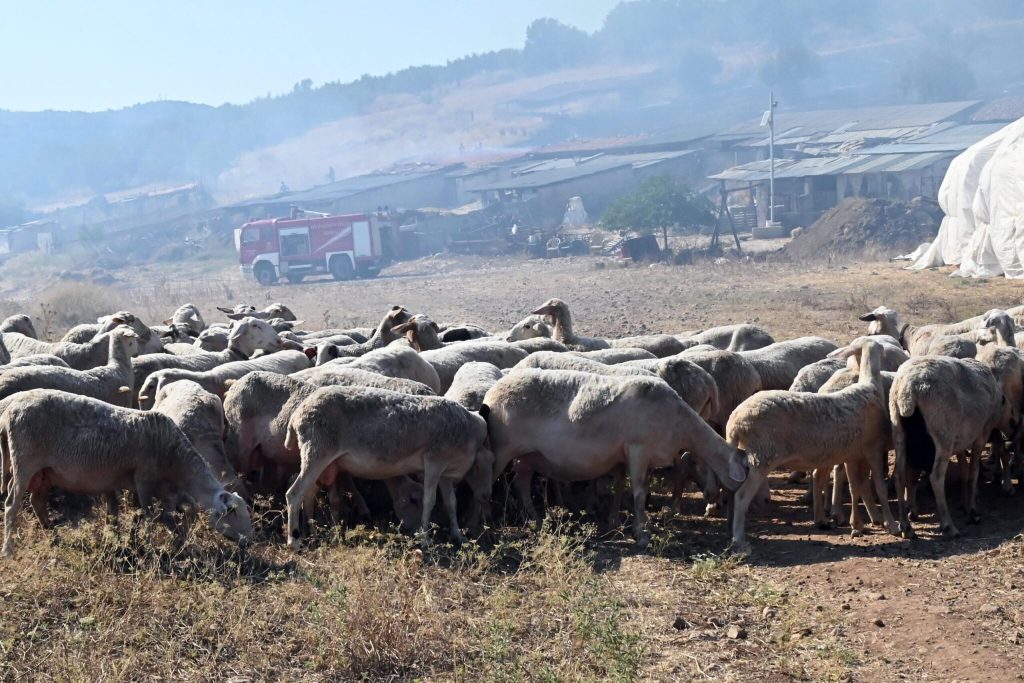 Σύσκεψη δύο ωρών στο Μαξίμου για την ευλογιά των αιγοπροβάτων