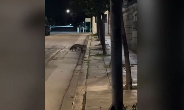 Αλεπού στο Μέγαρο Μαξίμου