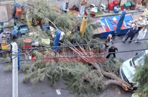 Δέντρο έπεσε πάνω σε πάγκους λαϊκής στον Πειραιά – Από τύχη δεν υπήρξε τραυματισμός