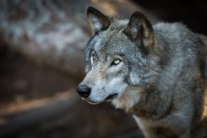Κόνιτσα: Λύκος κατασπάραξε δύο σκυλιά μέσα σε αυλή σπιτιού