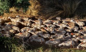 Μυτιλήνη: Σε κατάσταση ειδικής κινητοποίησης λόγω αφθώδους πυρετού