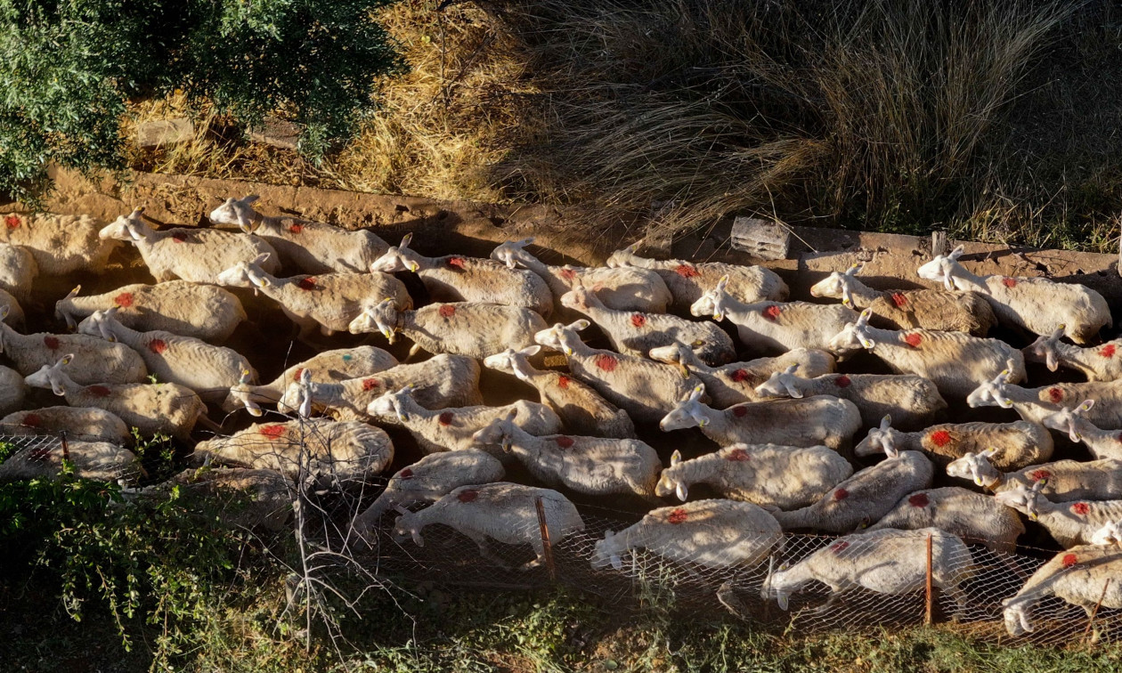 Μυτιλήνη: Σε κατάσταση ειδικής κινητοποίησης λόγω αφθώδους πυρετού